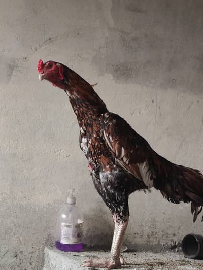 pure hime breed aseel pair for sale.
