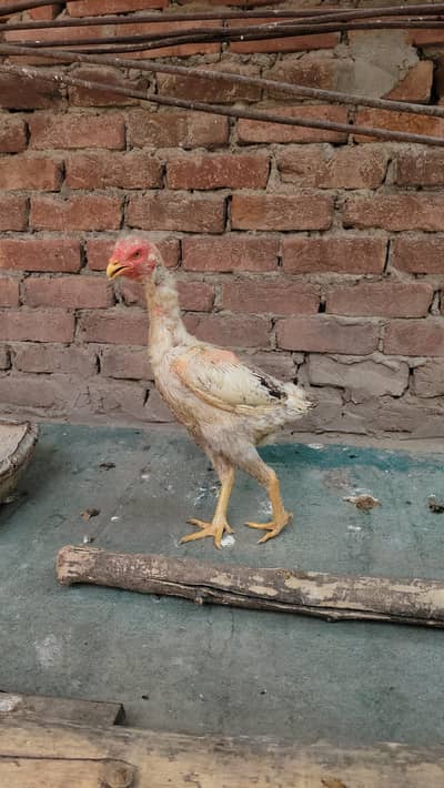 Aseel sindhi murgi