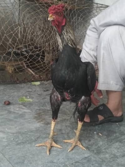 pair young healthy