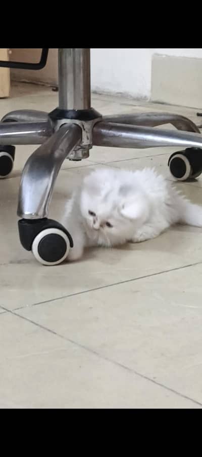 kitten 