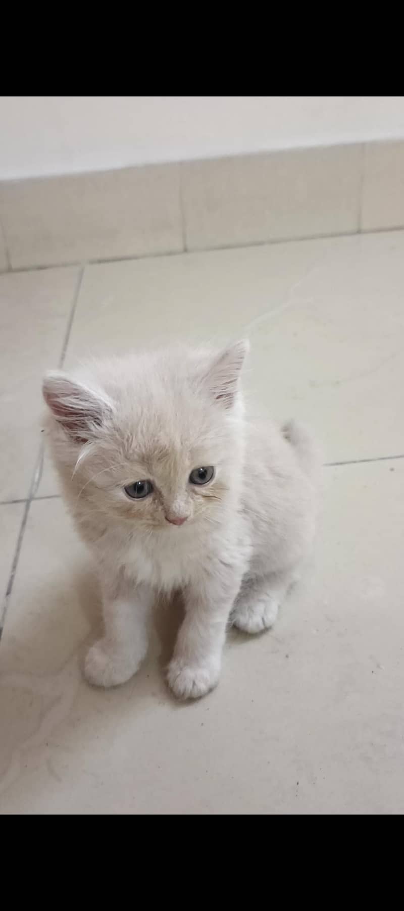 kitten  1