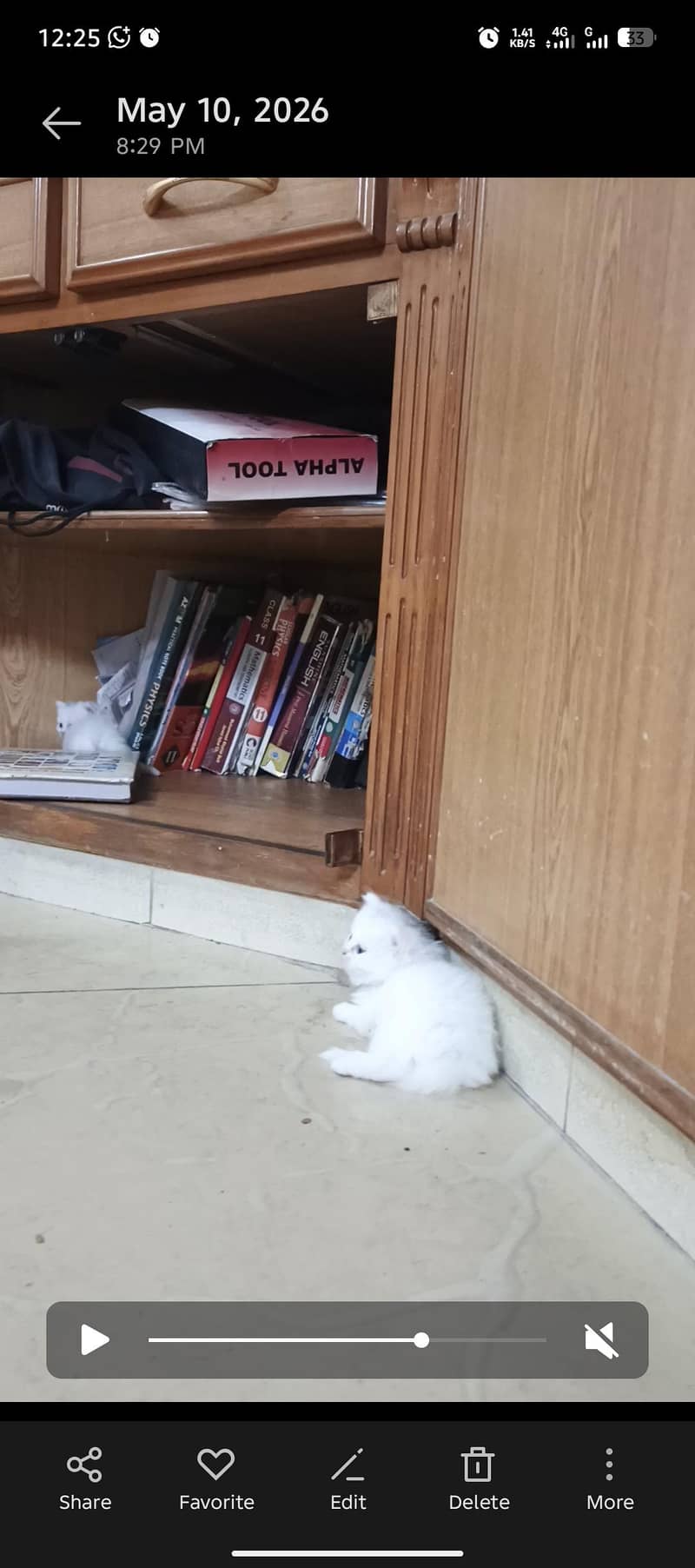kitten  2