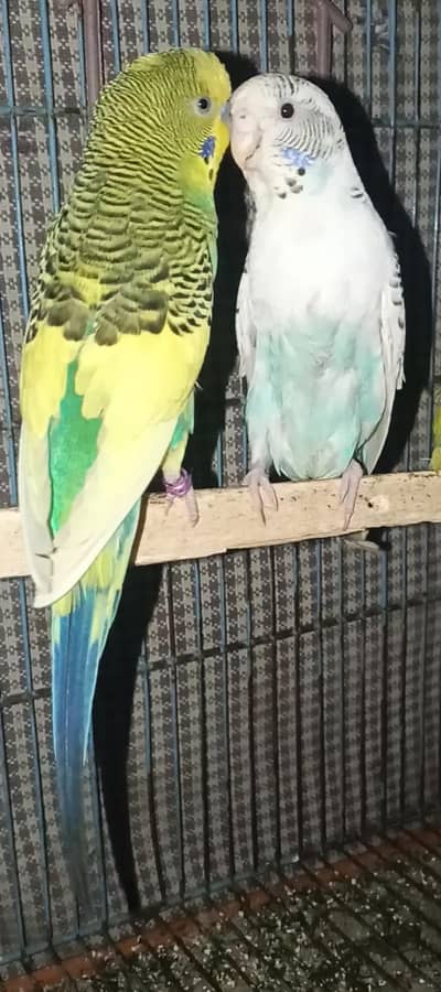 breeder pairs for sale