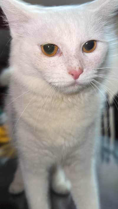 Persian Cat