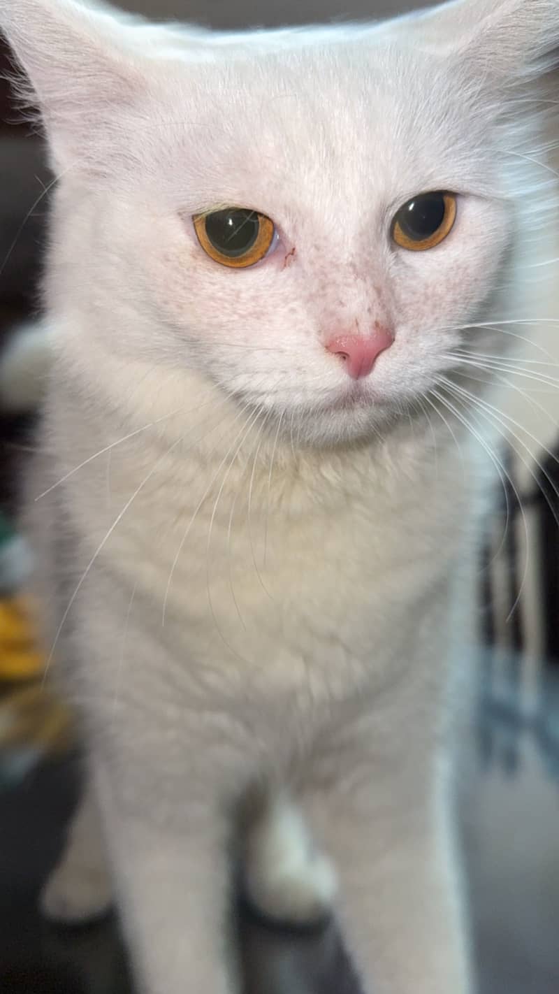 Persian Cat 0