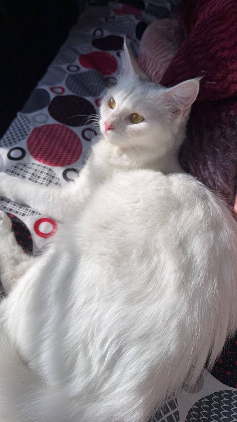 Persian Cat 1
