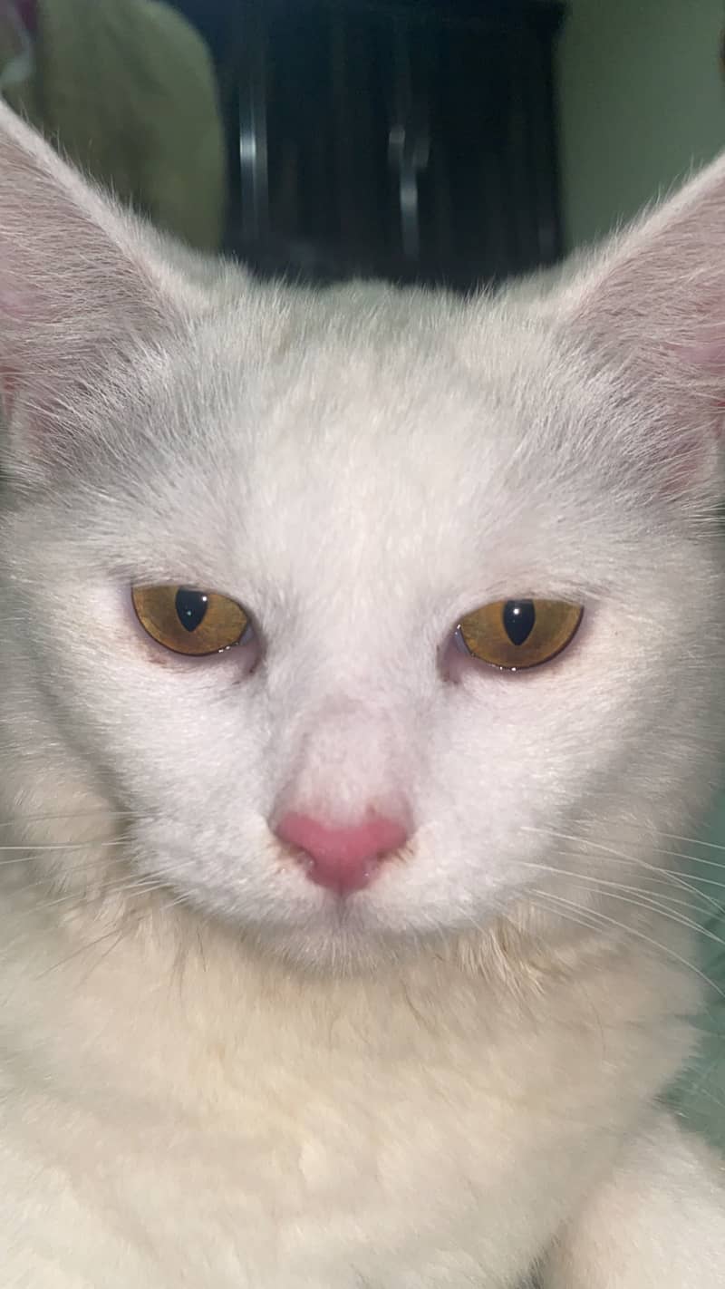 Persian Cat 2