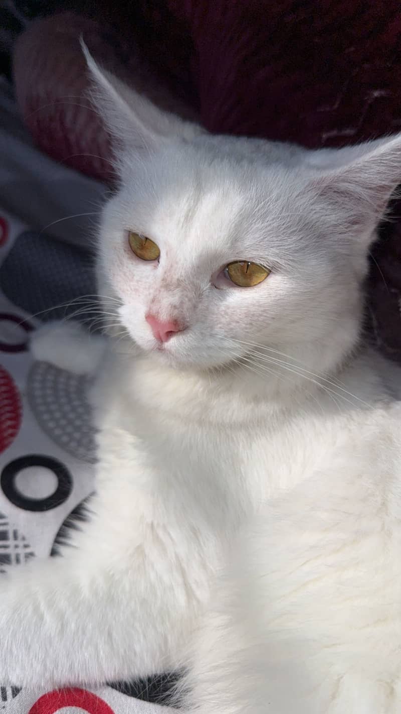 Persian Cat 3