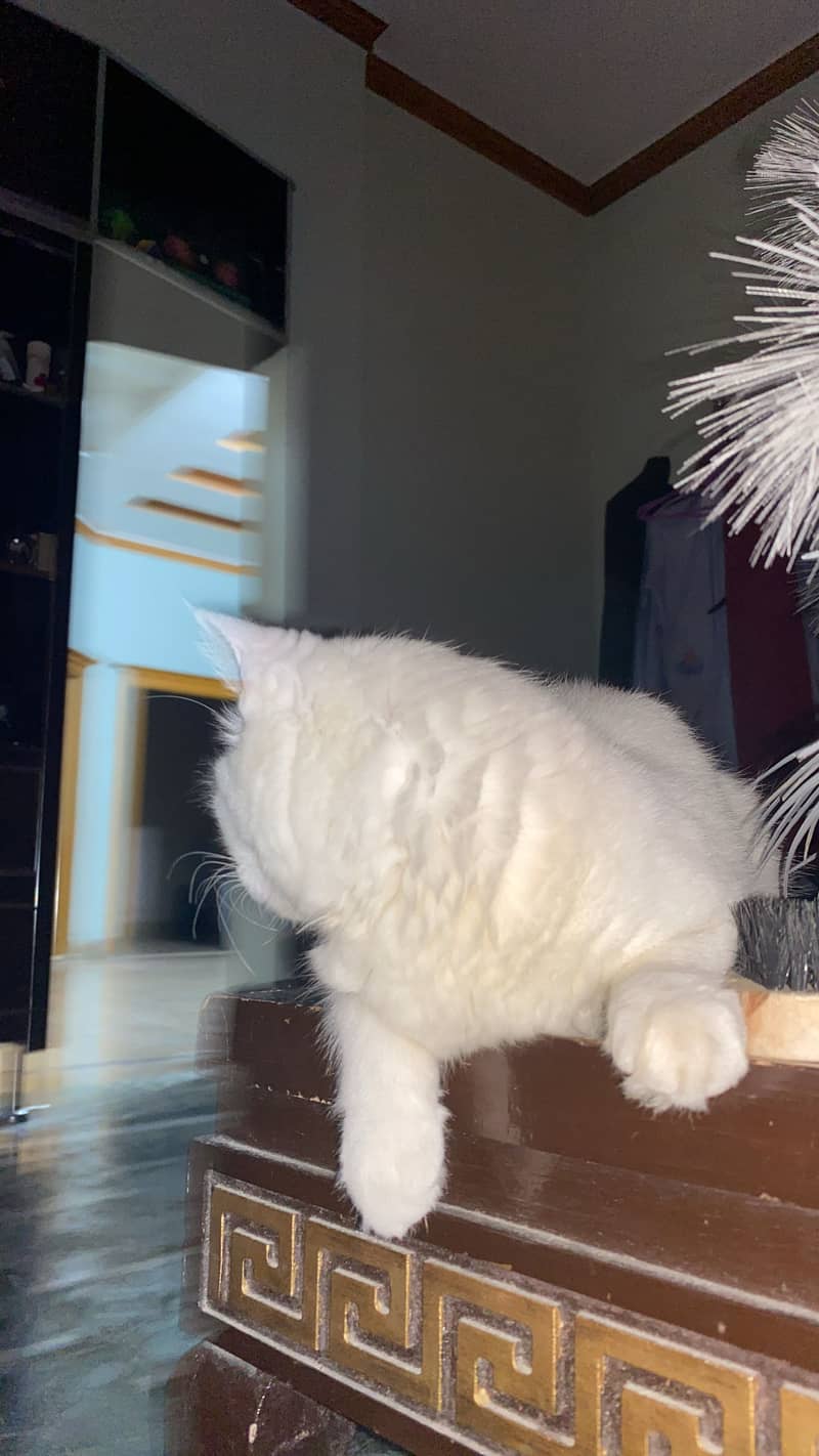 Persian Cat 4