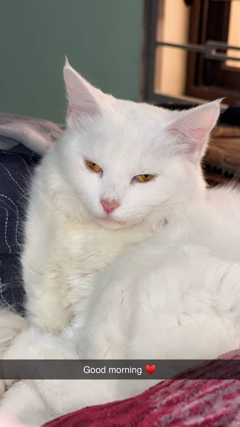 Persian Cat 5