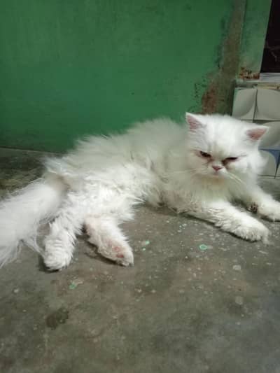 Persian Punch face female