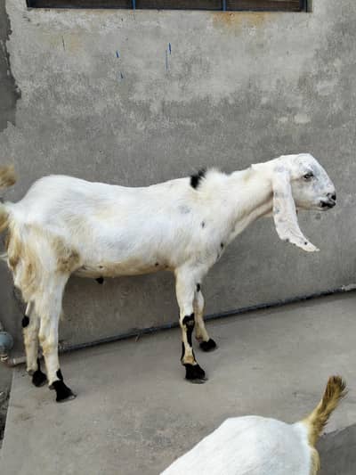 Bada Bakra char dant chhota do dant
