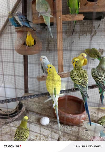 Budgies Perrot