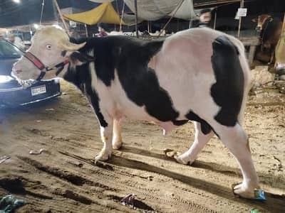 Qurbani 2026 / Affordable prices/bull/ Desi bachre/Bachri/karachi