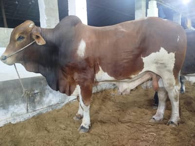 Qurbani 2026 / Affordable prices/bull/ Desi bachre/Bachri/karachi