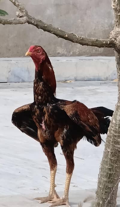 aseel phatta murga roaster
