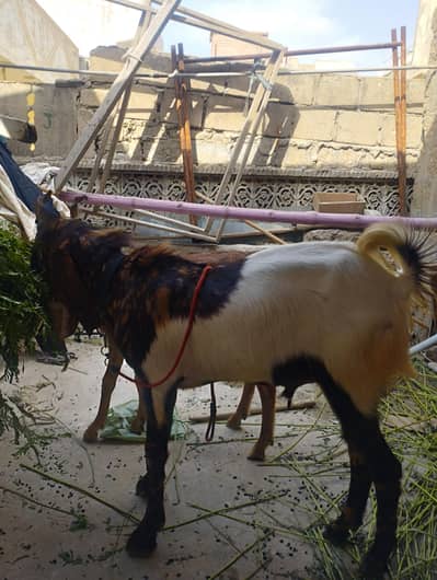 2 dant bakry qurbani 2026
