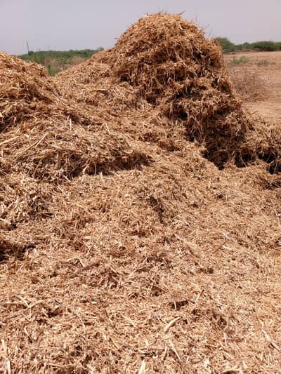 Wood chip biomass