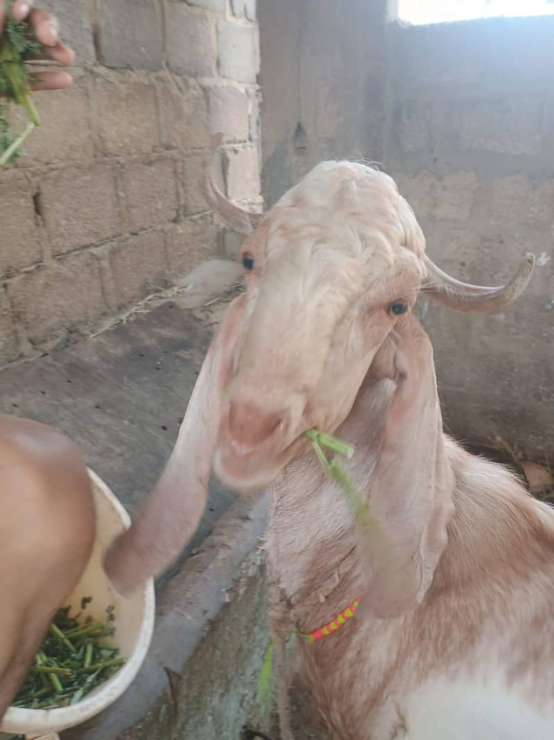 bakra 0