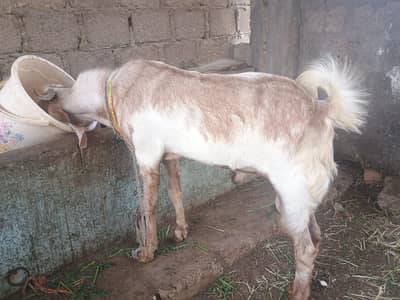 bakra