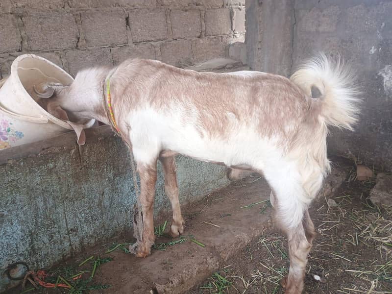 bakra 1