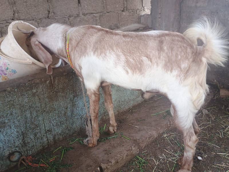 bakra 2