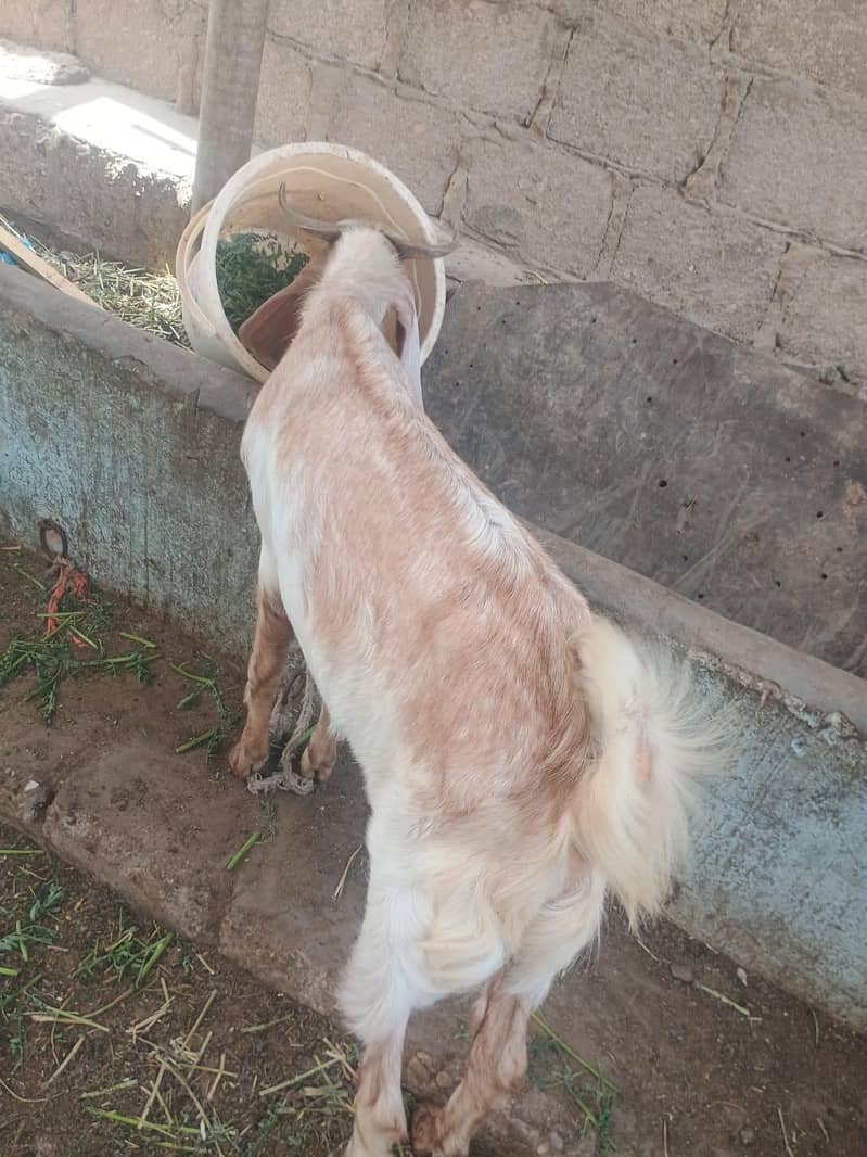 bakra 3