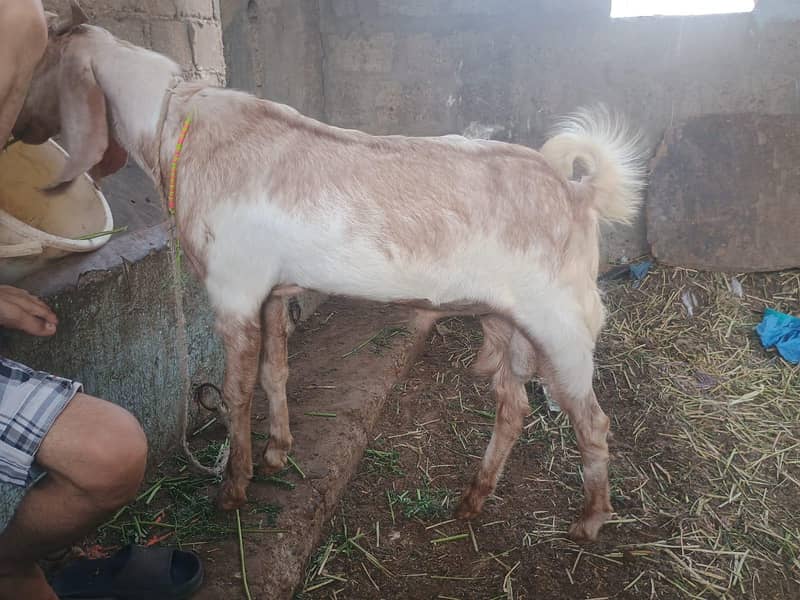 bakra 4