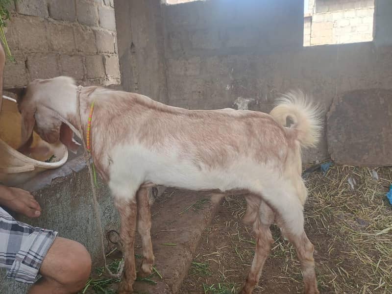 bakra 5
