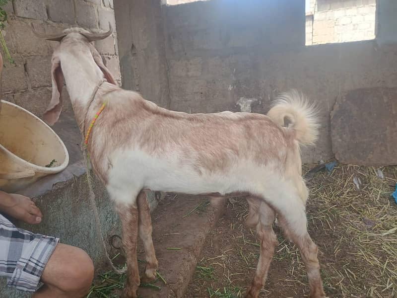 bakra 6