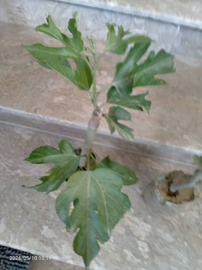 Shatoot tree
