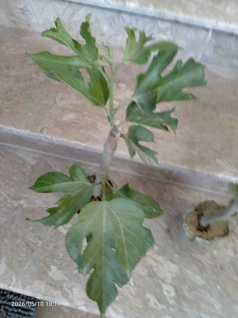 Shatoot tree 0