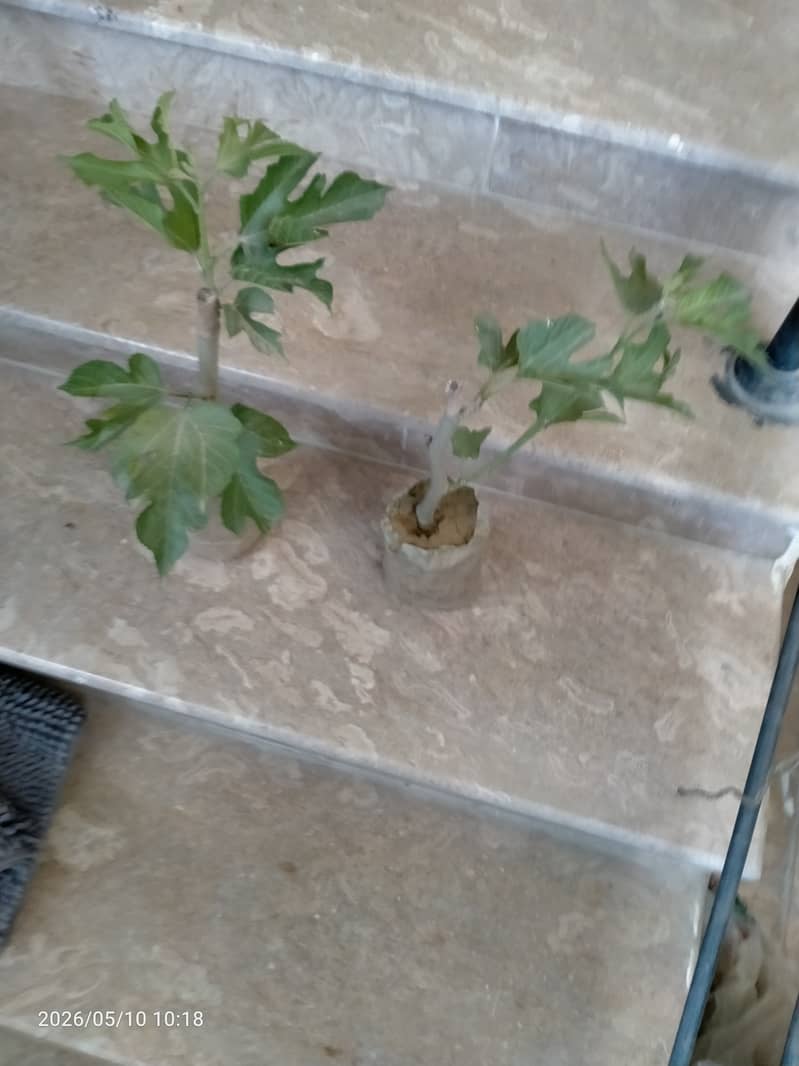 Shatoot tree 1