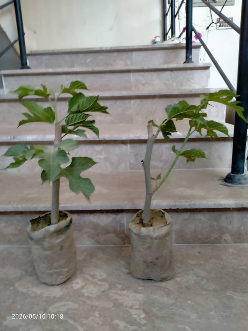 Shatoot tree 2