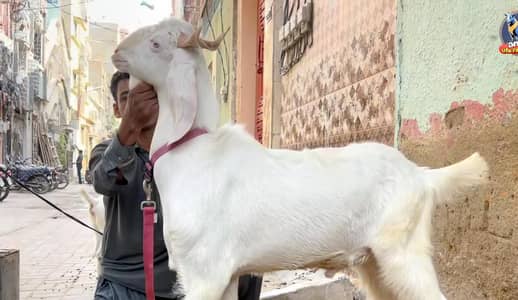 Pure gulabi breed bakra for qurbani