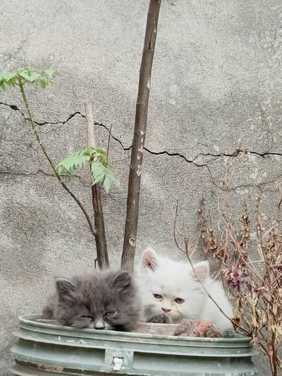 kittens healthy and active
