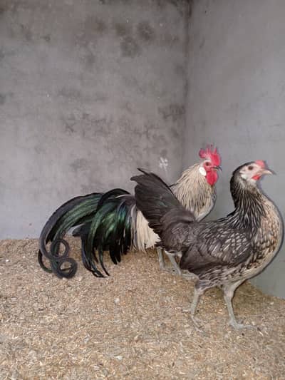 aseelhen/fancyhen/onagadori/shamo/Heera/aseel