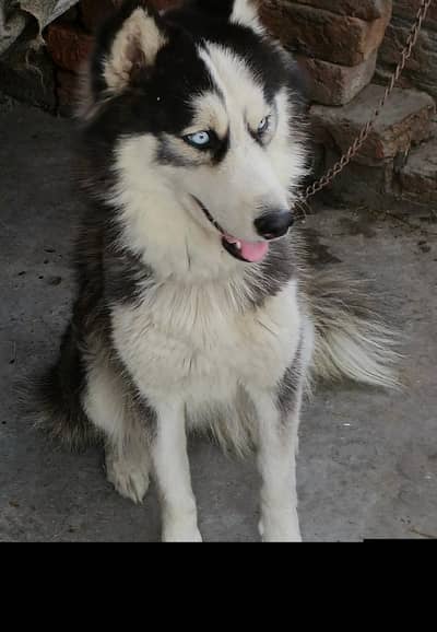 Siberian husky female for sale