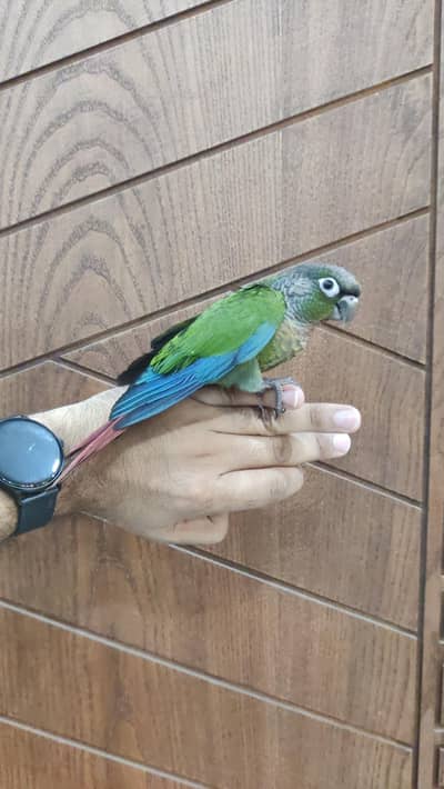 Greencheek Hand Tame Conure Male DNA