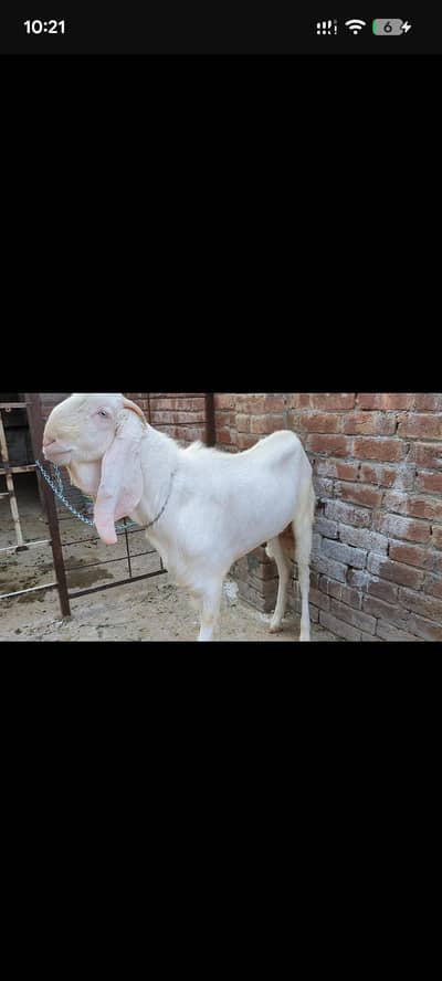 gulabi bkra.     desi chtry