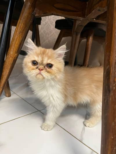 Persian kitten show class quality