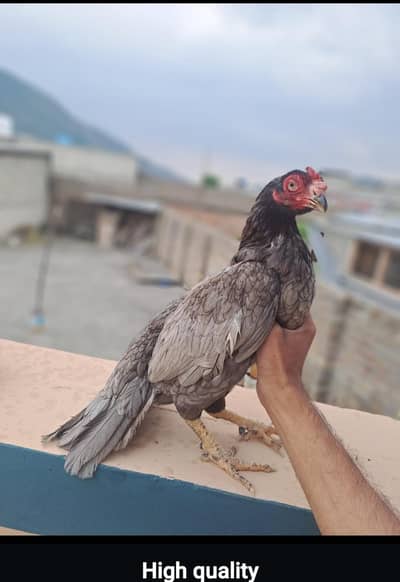 jes bahi ko Samaj ma wo rabta karein