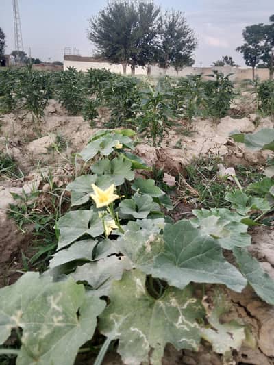 سبزیوں کی کاشت اور دیکھ بھال کے لئے سنگل نوجوان چاہئیے