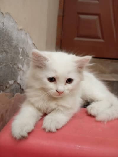 Female White Persian Baby Cat For Sale
