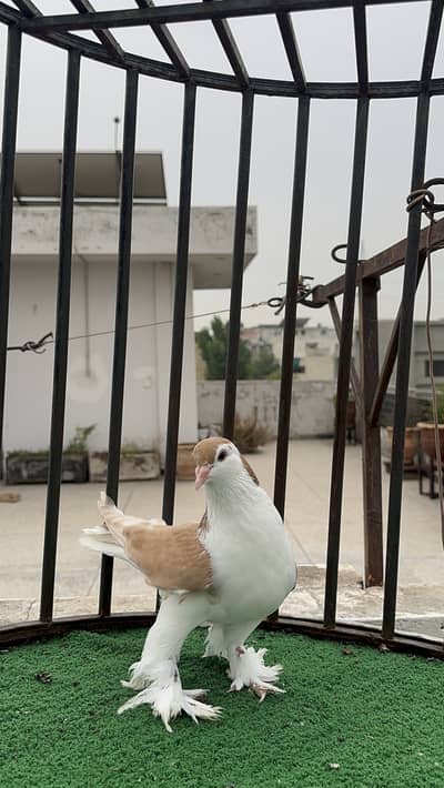 Yellow & Red German Lahori young pair
