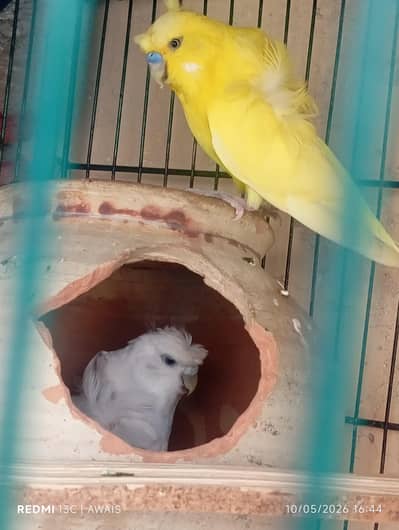 sale hogo romo yellow dubble flower