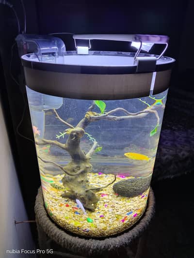 Fish Aquarium