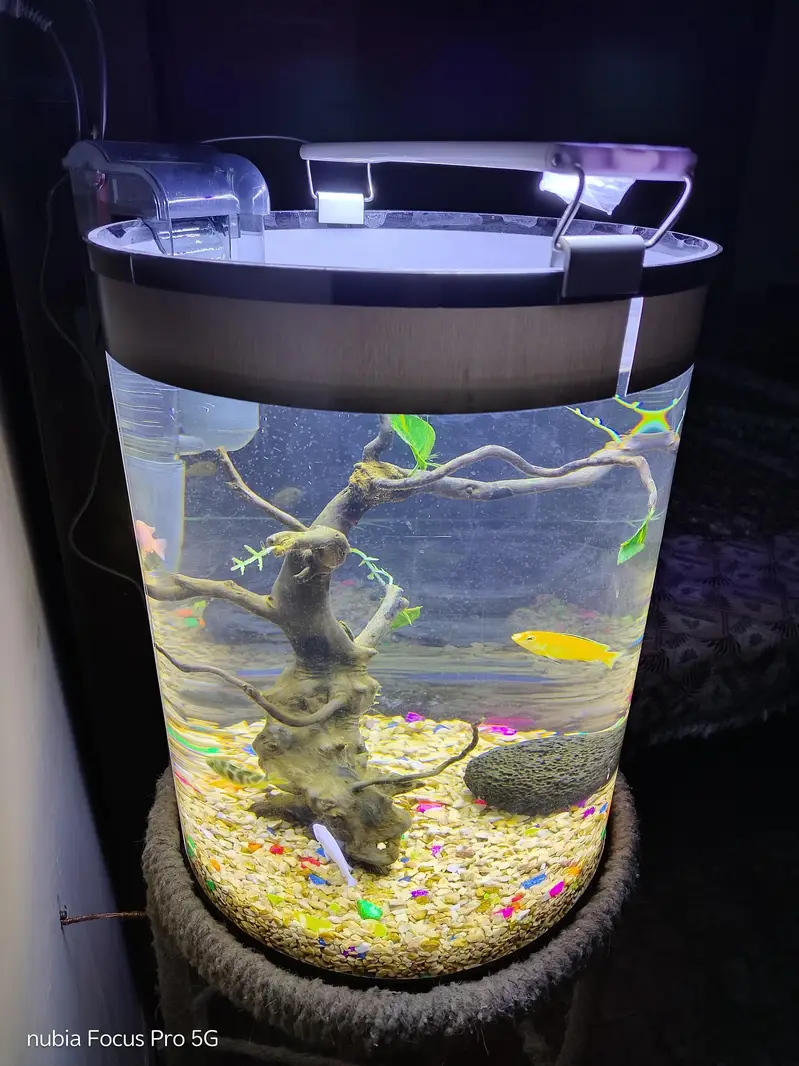 Fish Aquarium