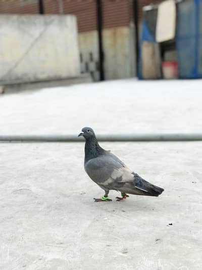 Chitta bhabra kasni chitti lalbnd guliyar sherazi  white bar lalband