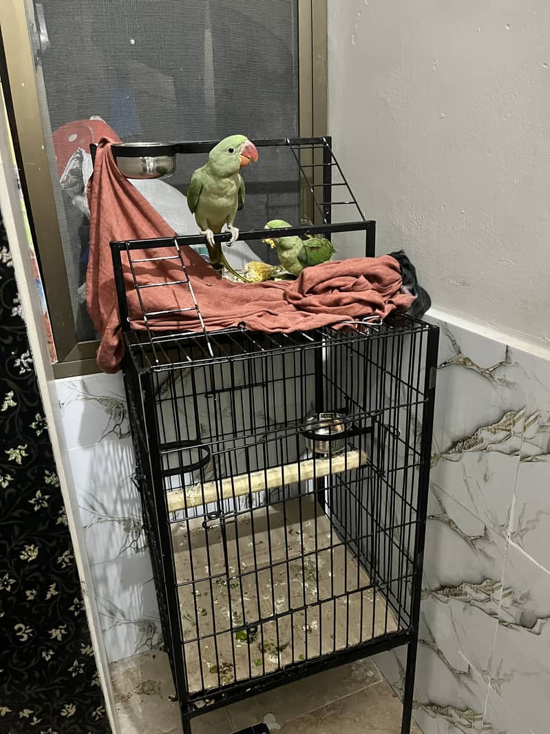 Raw Parrot 0